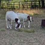 Doe Goats from Gonzales