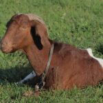 Layng Boer Goat