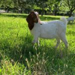 boer goat