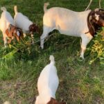 goat friends for sale