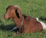 Layng Boer Goat